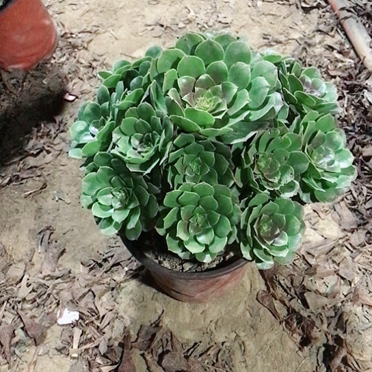 万圣节法师00000020