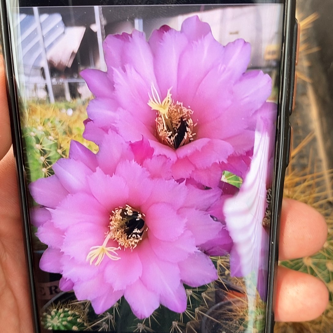 毛 保罗/侧芽歪20包邮/6公分