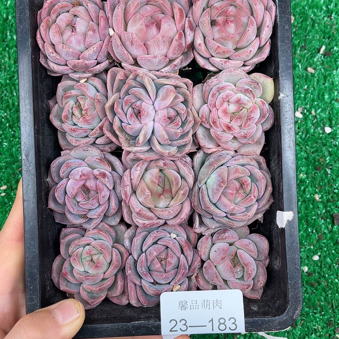 多肉一物一拍不带黑框23-183