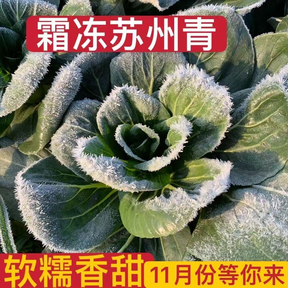 【十元五斤】苏北青菜（霜冻苏州青）露天种植比大棚菜好吃比超市便宜