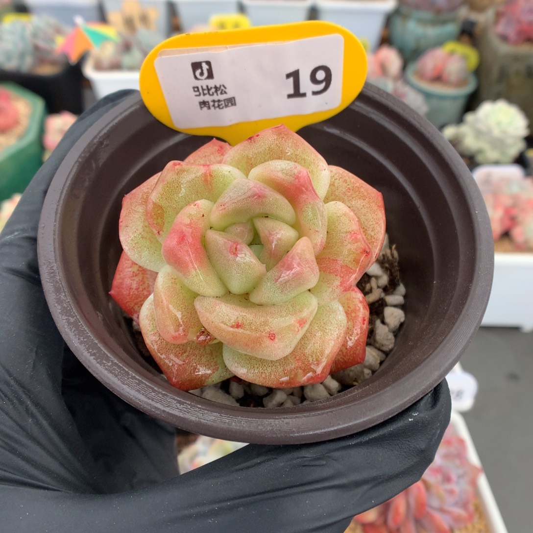 19 晕染冰玉石化多肉