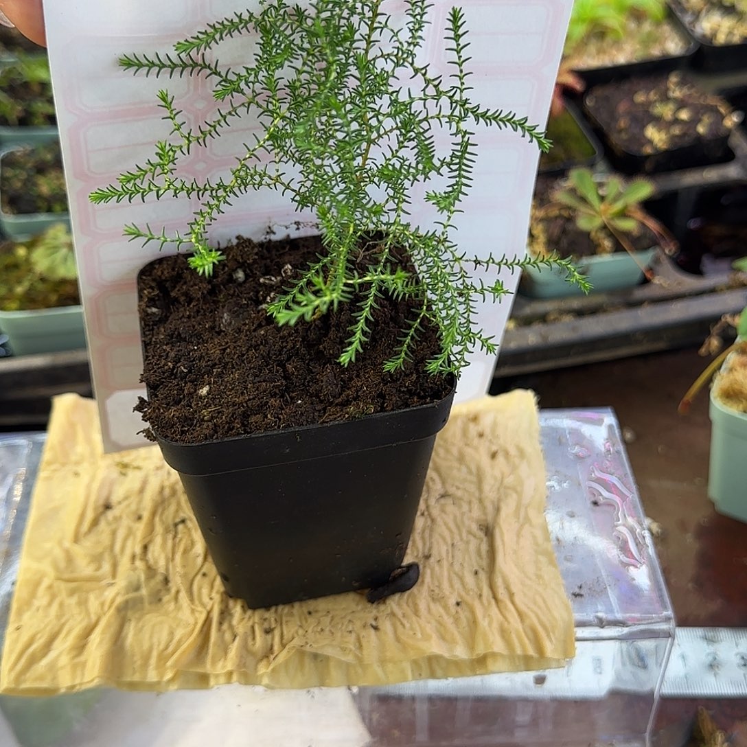 无花朵石松植物类