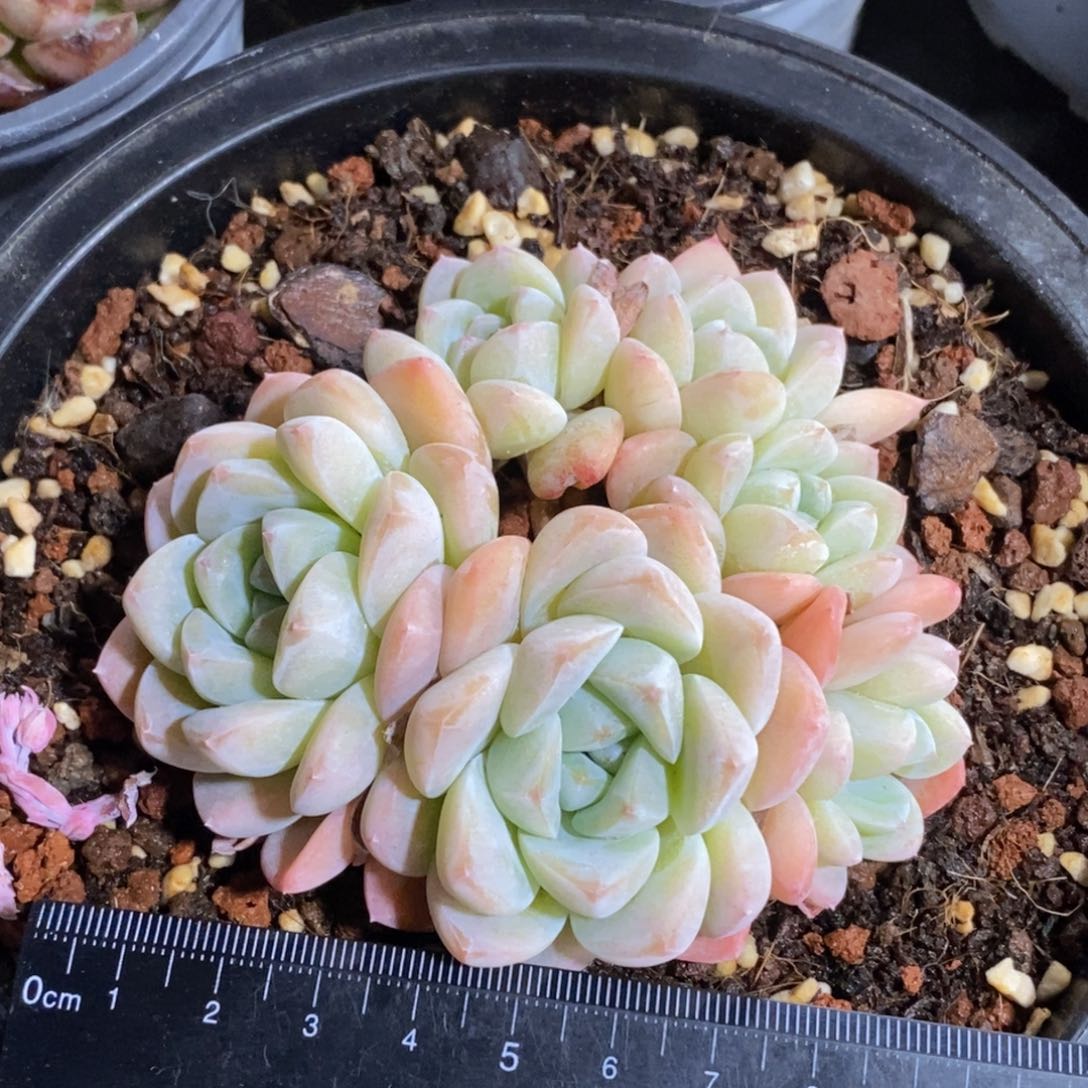 一物一拍精品多肉_48