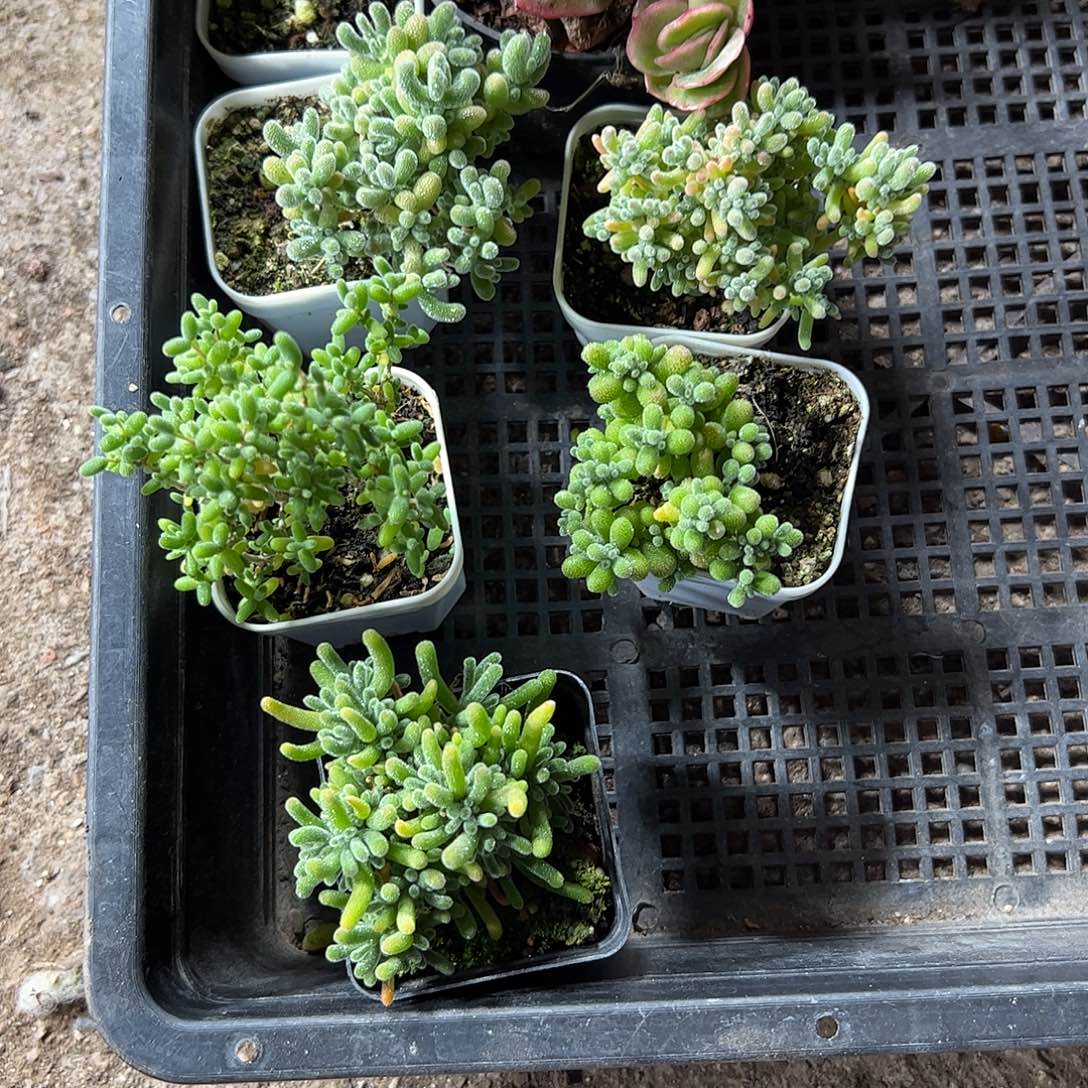 多肉套餐只盖上车