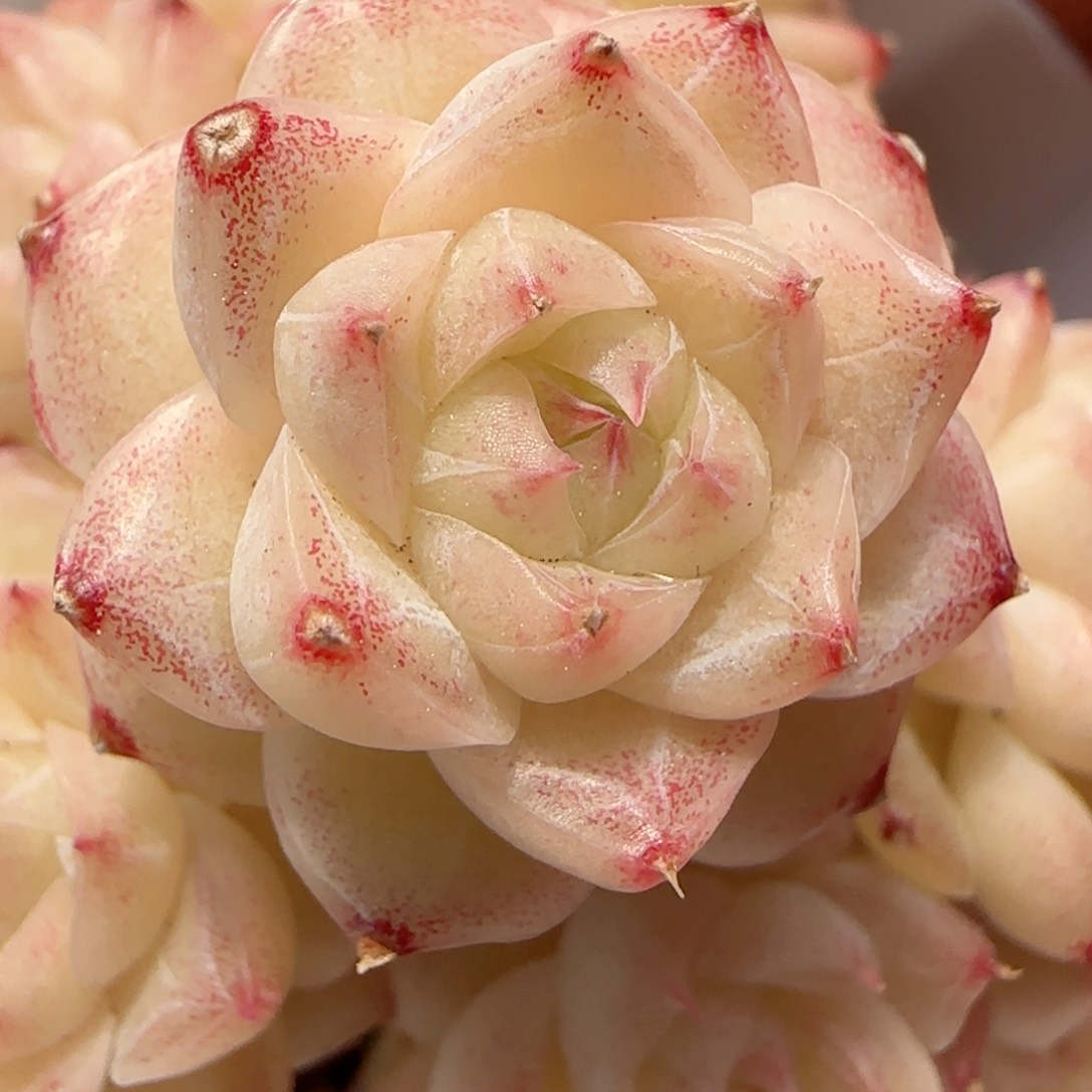 【闪购商品】0212-116不包整