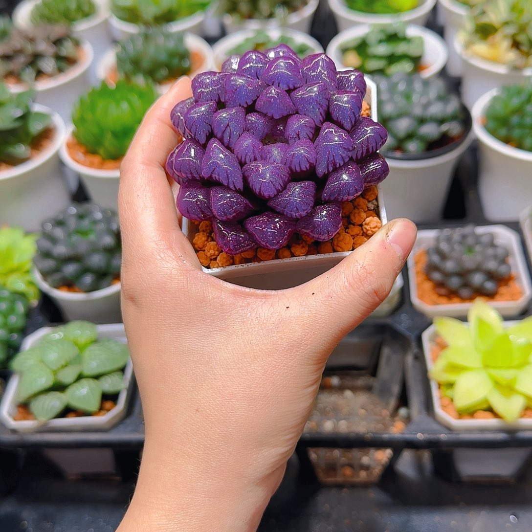 紫宝石冰灯玉露，原盆，人工上色