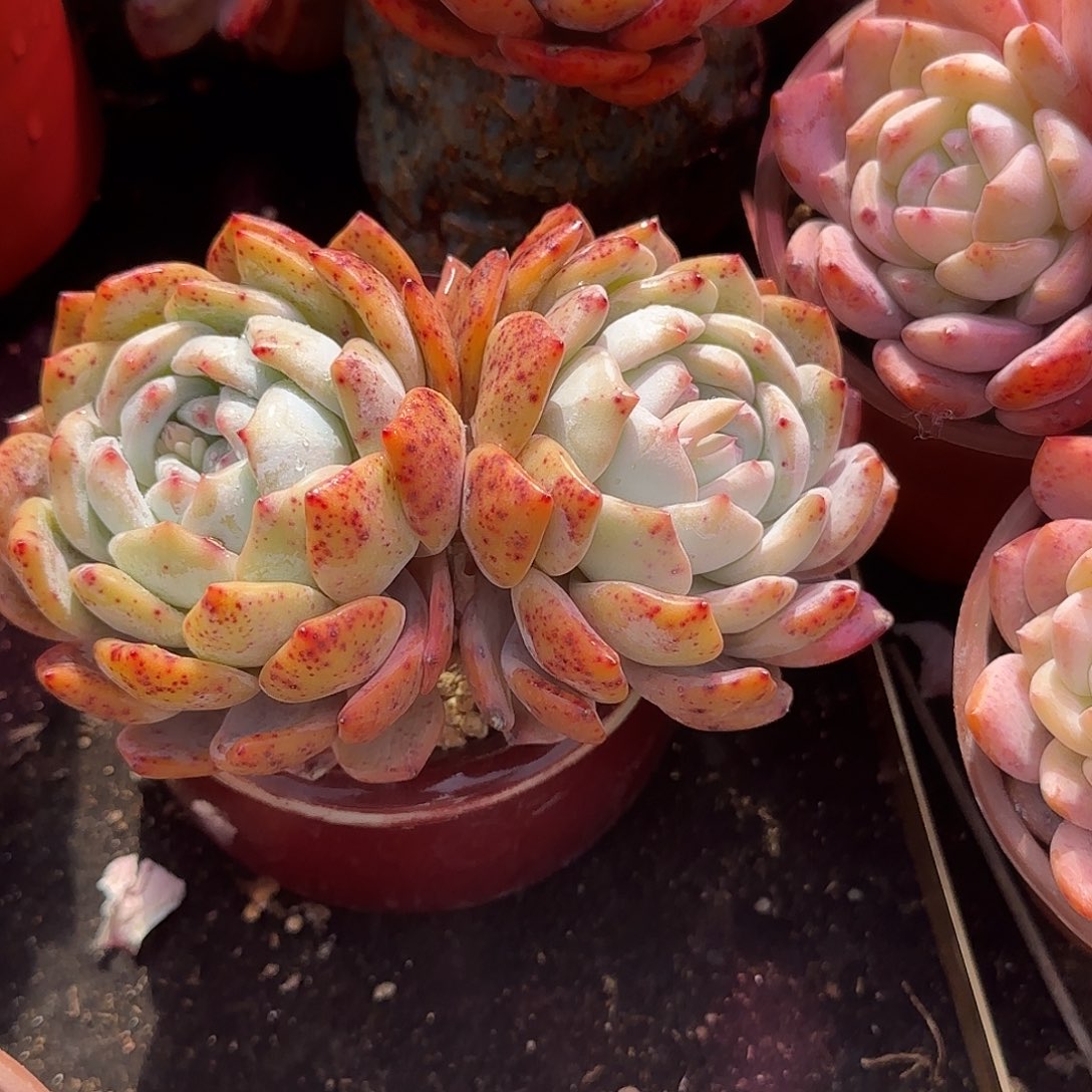 精控老桩高庄带盆发货