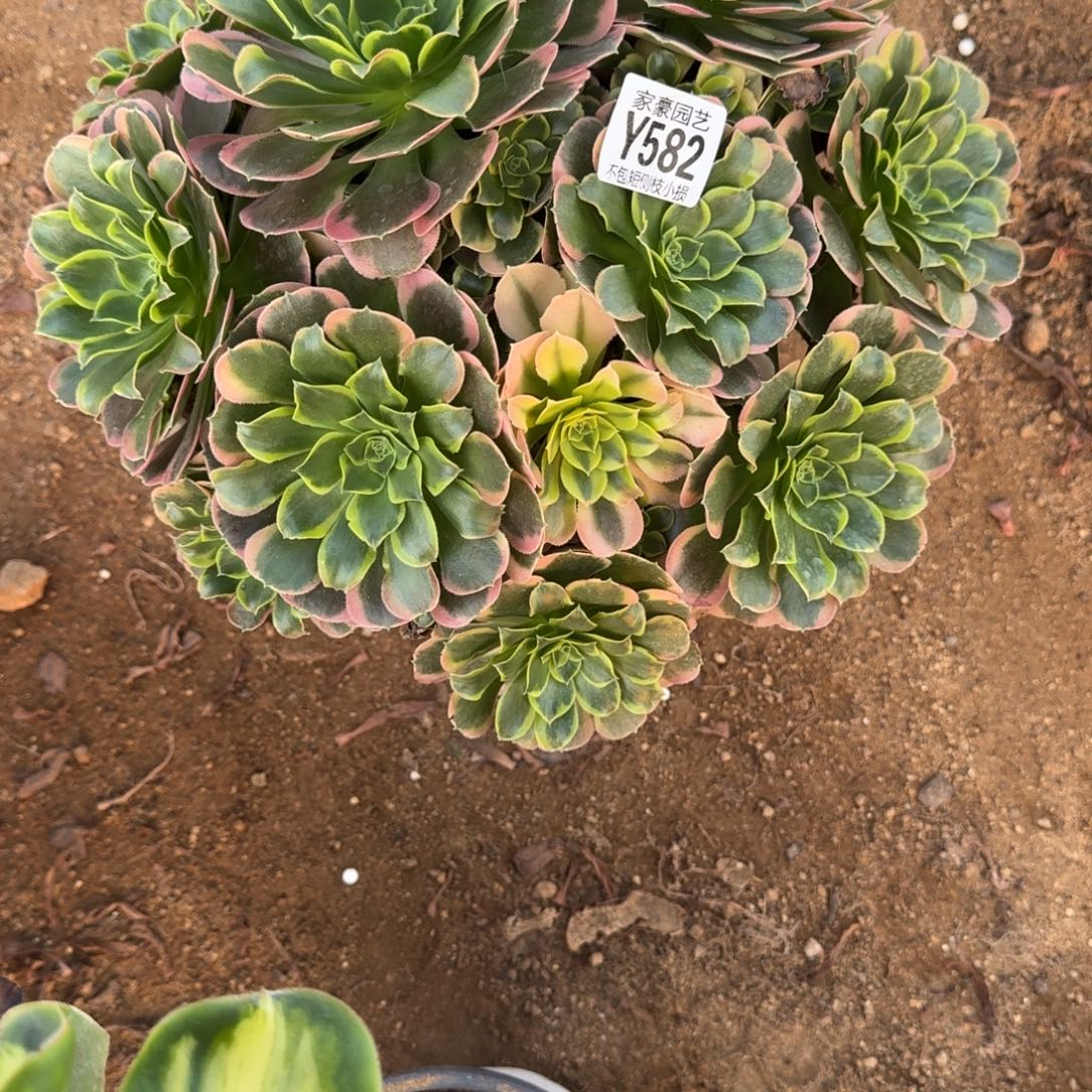 付***喵582特斯拉官服30左右2