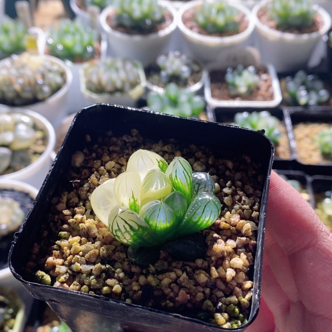 实生玉露锦多肉植物