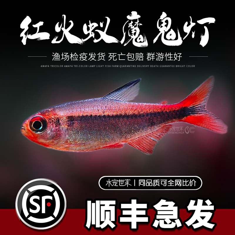 红火蚁魔鬼灯鱼热带观赏鱼红火蚁灯鱼黄火蚁魔鬼灯超级红魔鬼活体