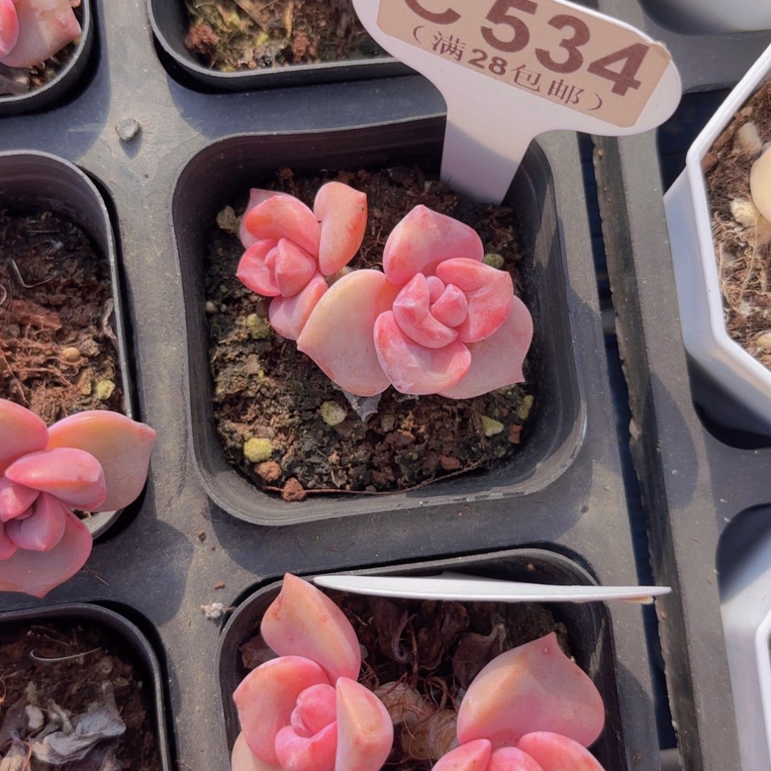 C534彩虹糖一物语拍