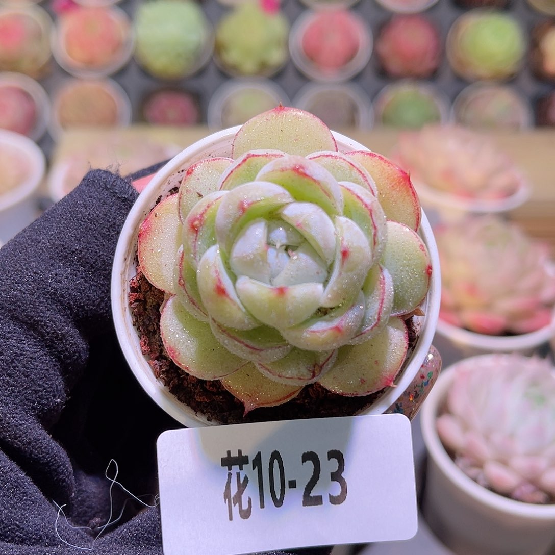 花利美10-23胖虎珍妮