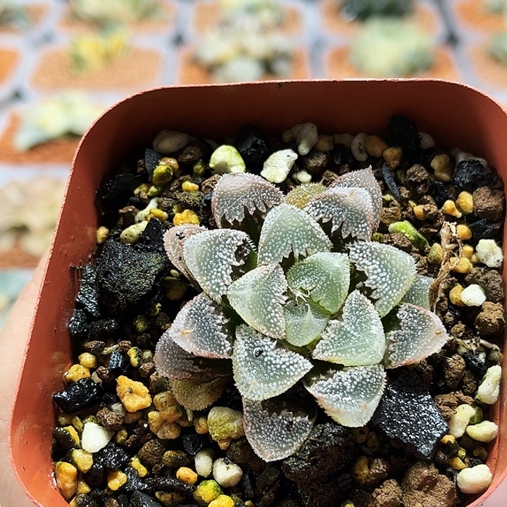 十二卷多肉全窗白帝城