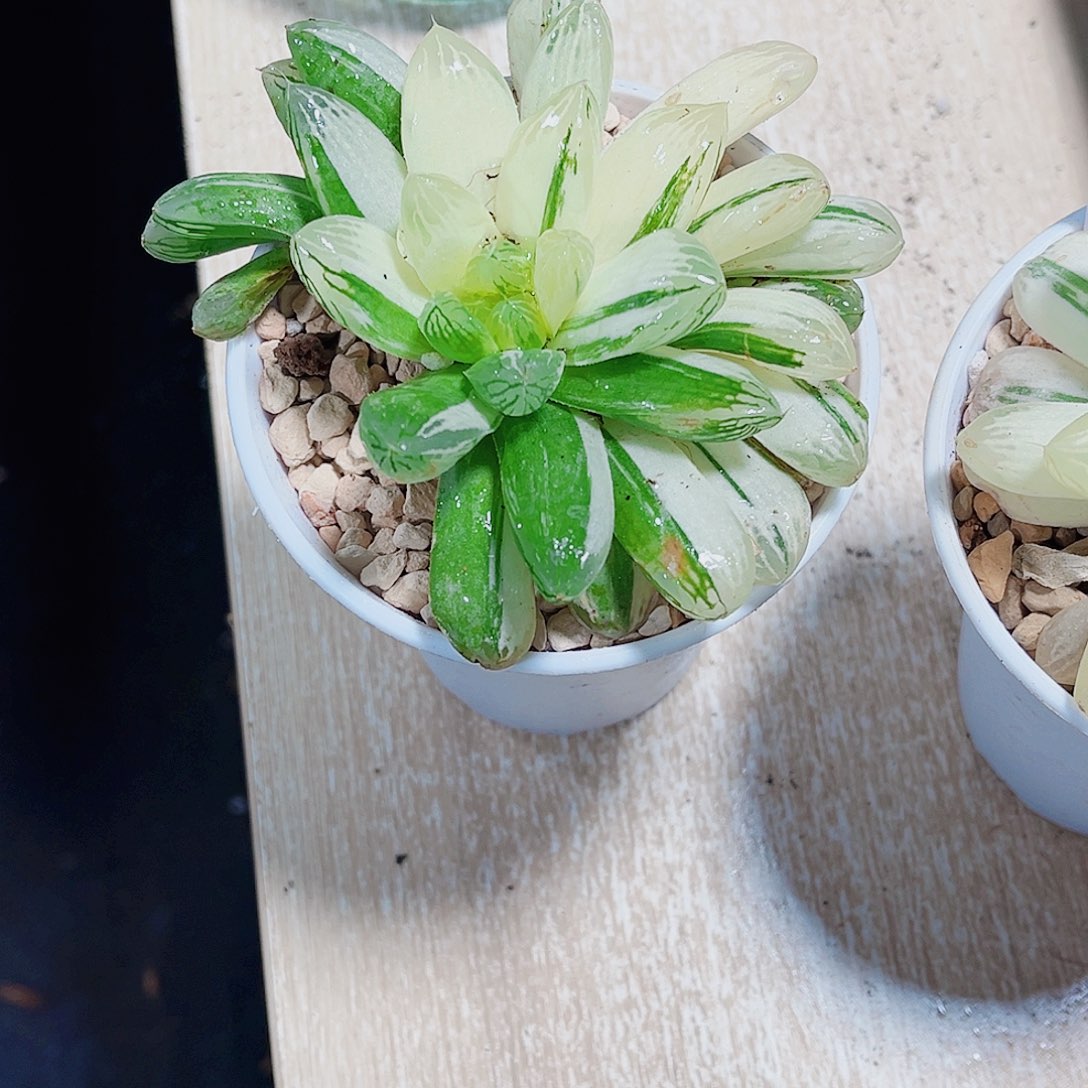 特价处理苏州雨露锦