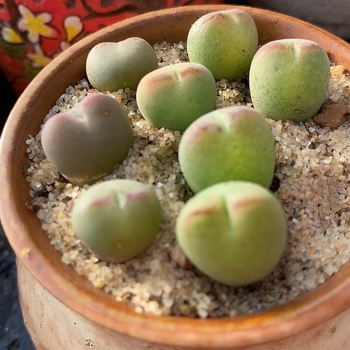 3015桃割娘杂交一颗