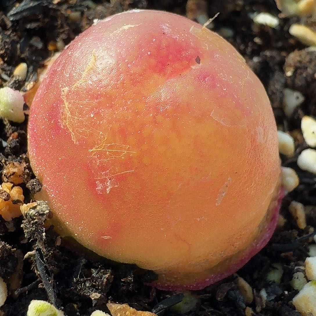 老马生石花灯泡2059