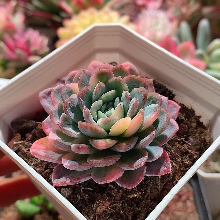 暮光之城锦锦锦锦