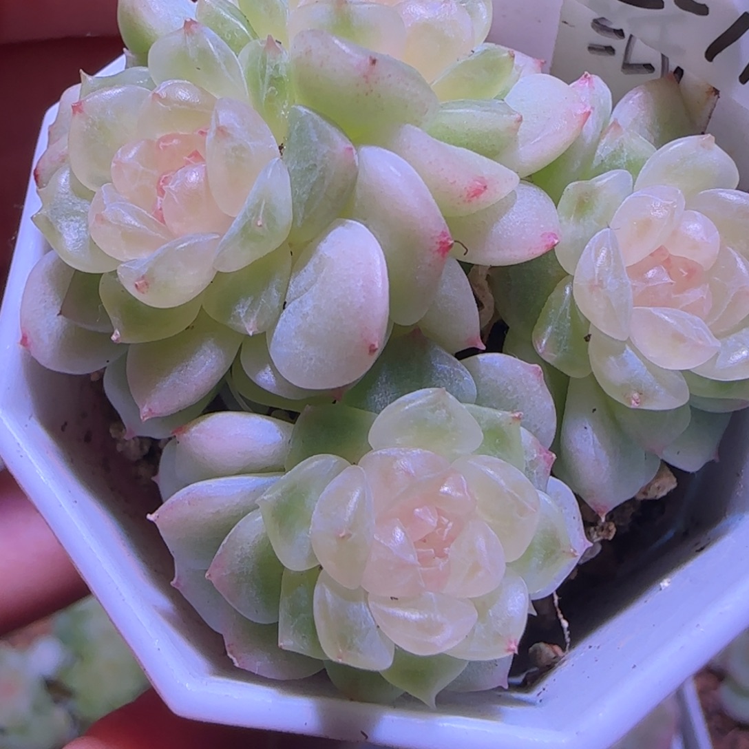 C***e2-11福利甜心纸鸢四头群生不包整