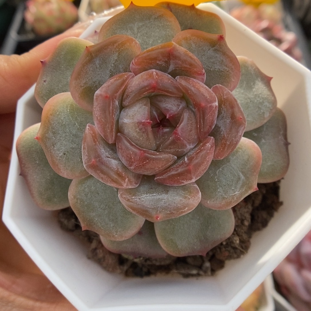 红色恋人可拍4755号
