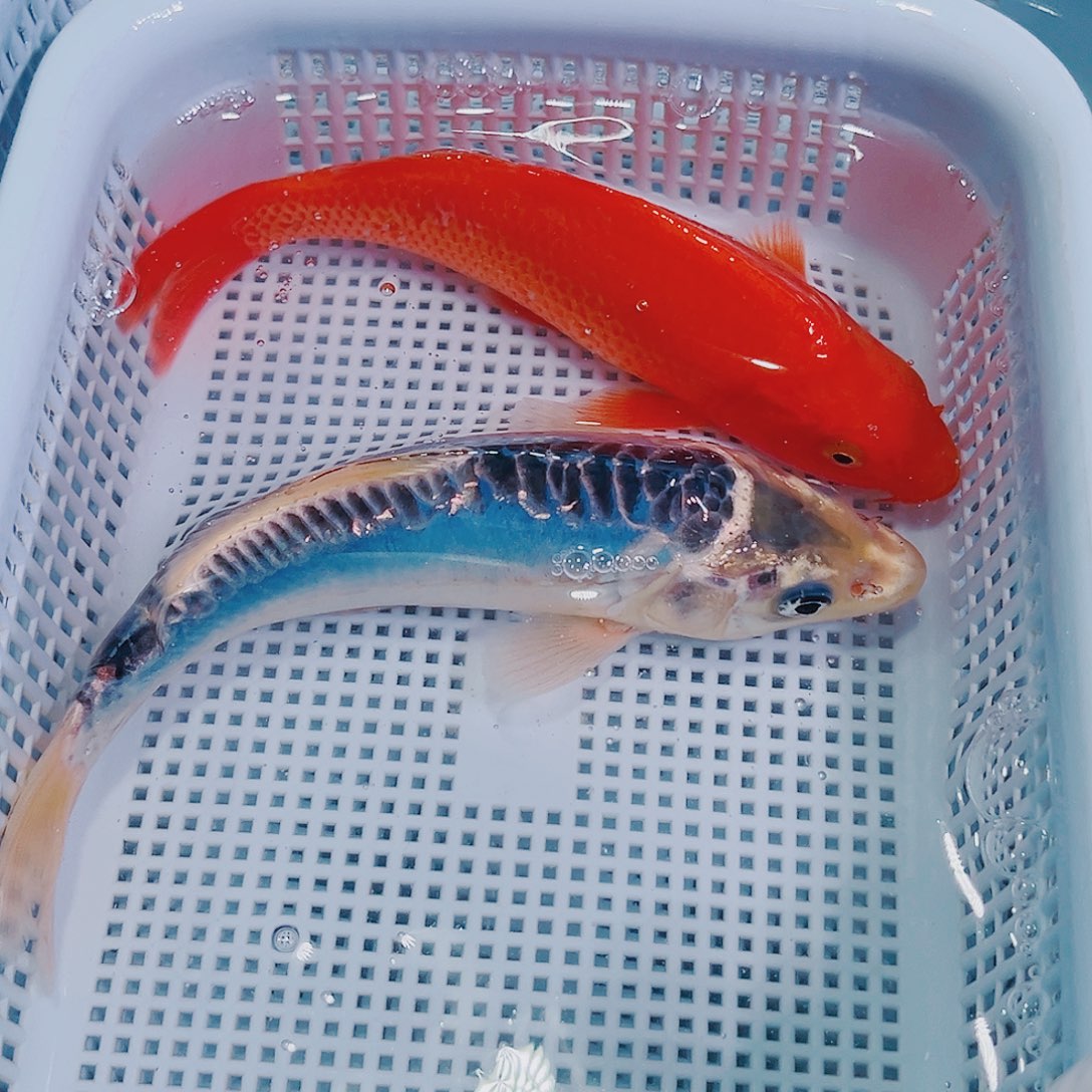 锦鲤锦鲤冷水鱼观赏111