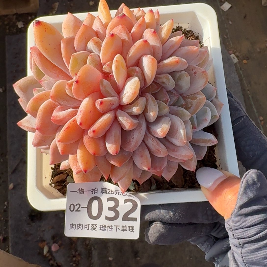 橙梦露缀化无盆无发货