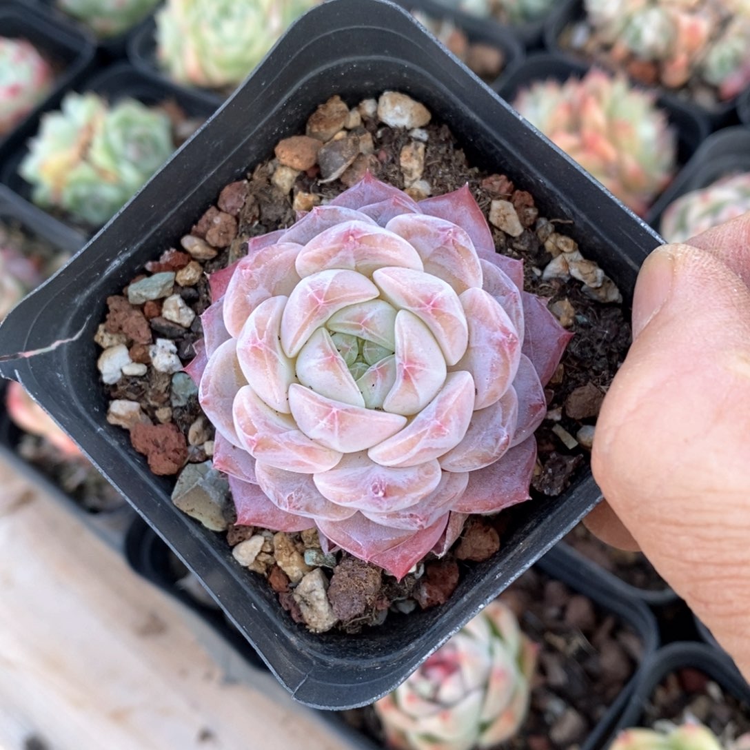 精品多肉一物一柏不包整404