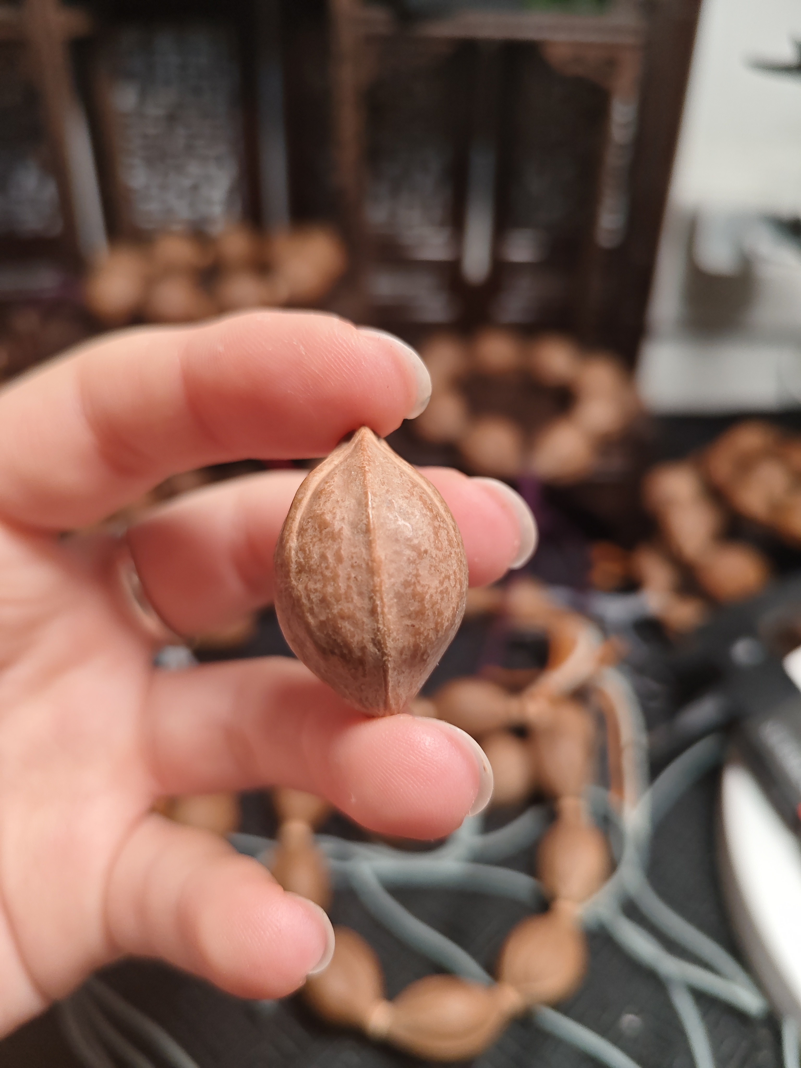 1827梅林铁三花橄榄素核单颗