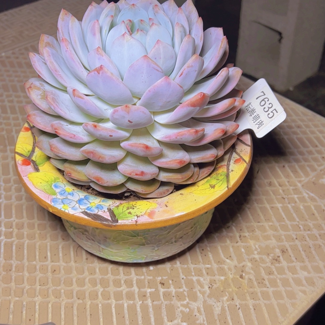 你***了橙子7635多肉植物带盆