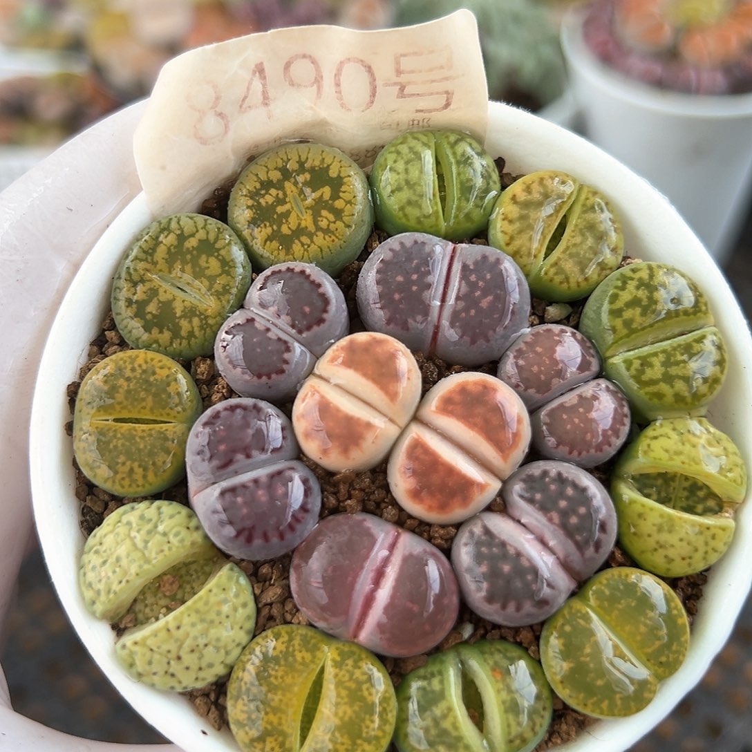 好养易活生石花大母本8490