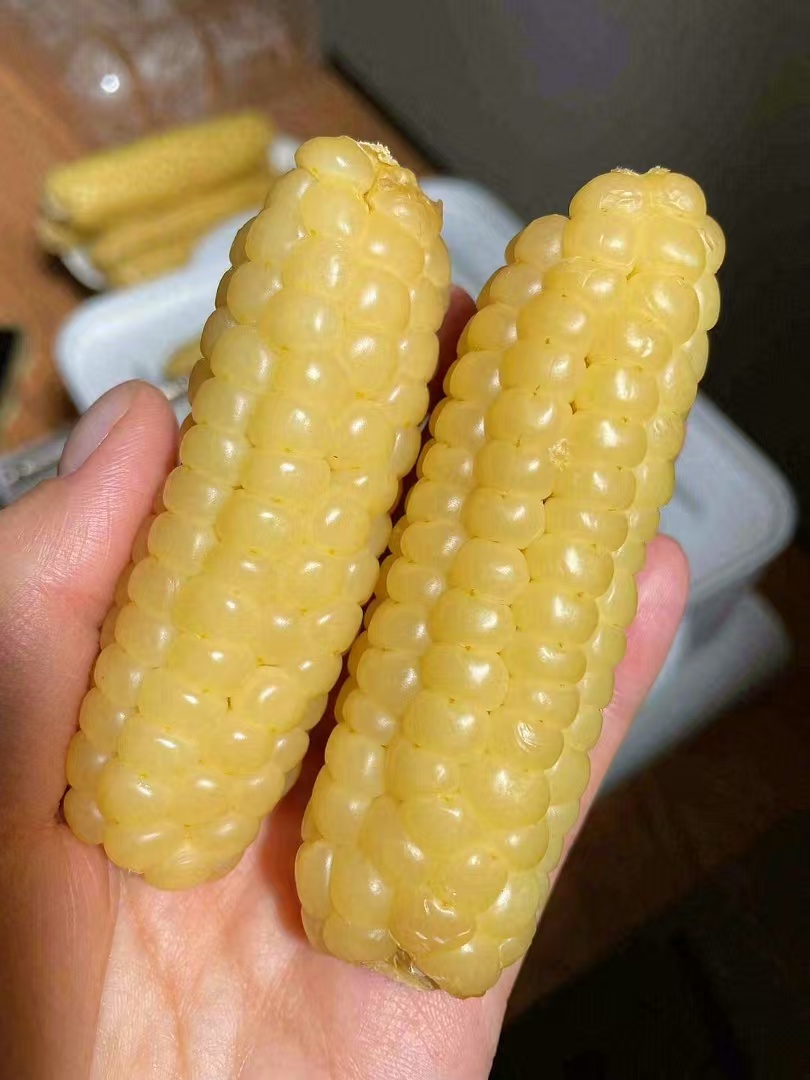 西双版纳拇指小玉米