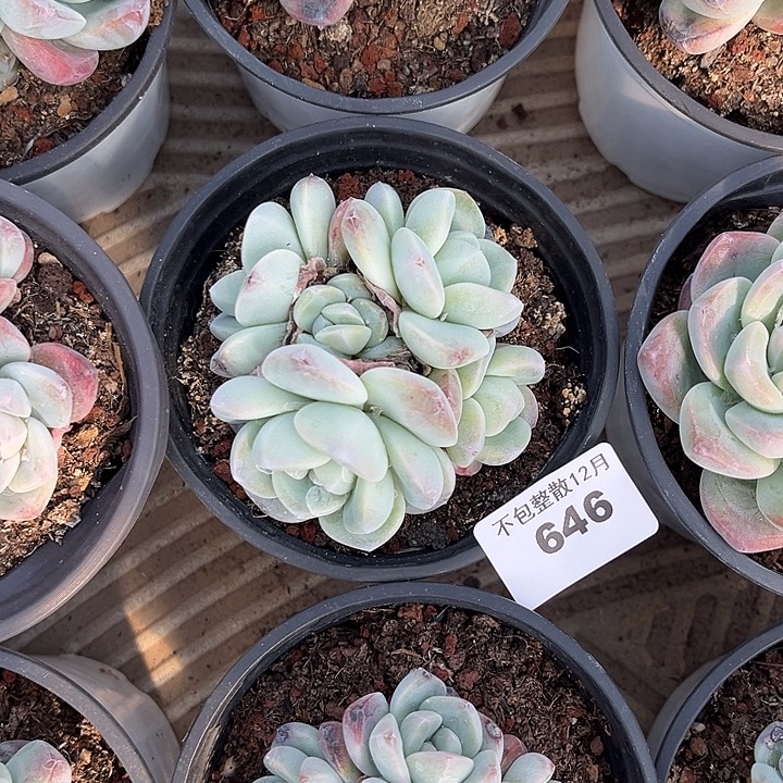 阿雅园艺。    646冰玉