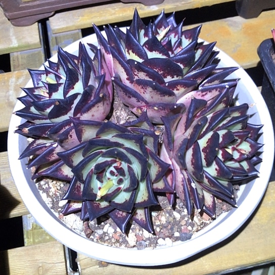 乌木群生多肉植物