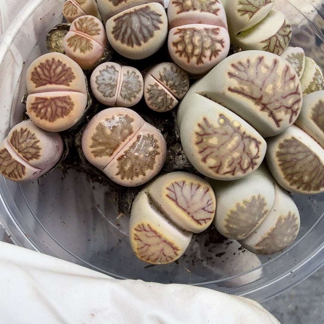 好喜欢看肖蘸在线118不