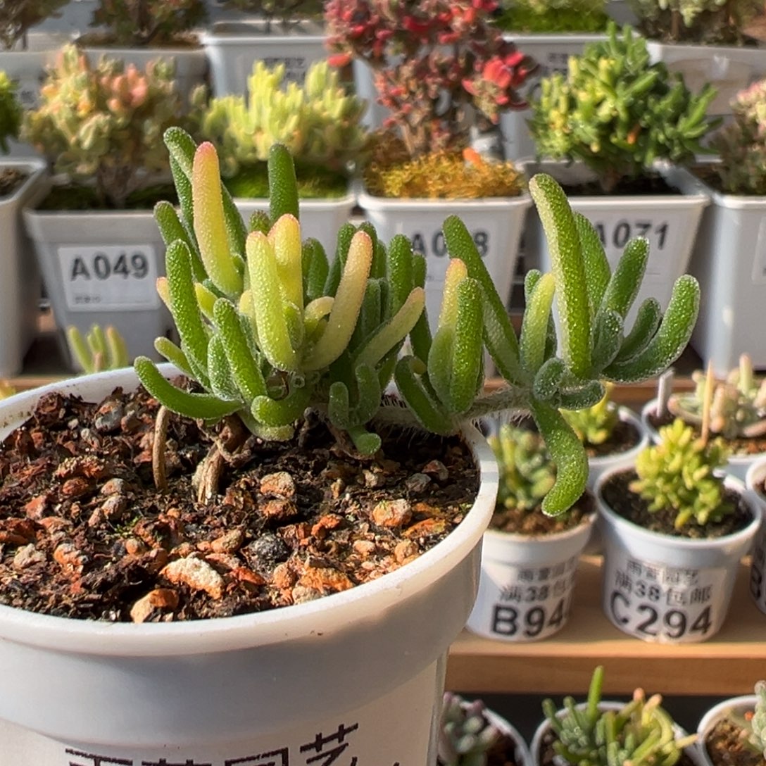 21-585枝干番杏荧光兔锦妖桩飘枝