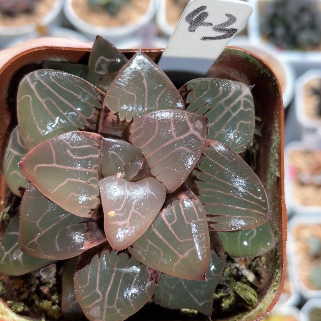 43天池克多肉 。         