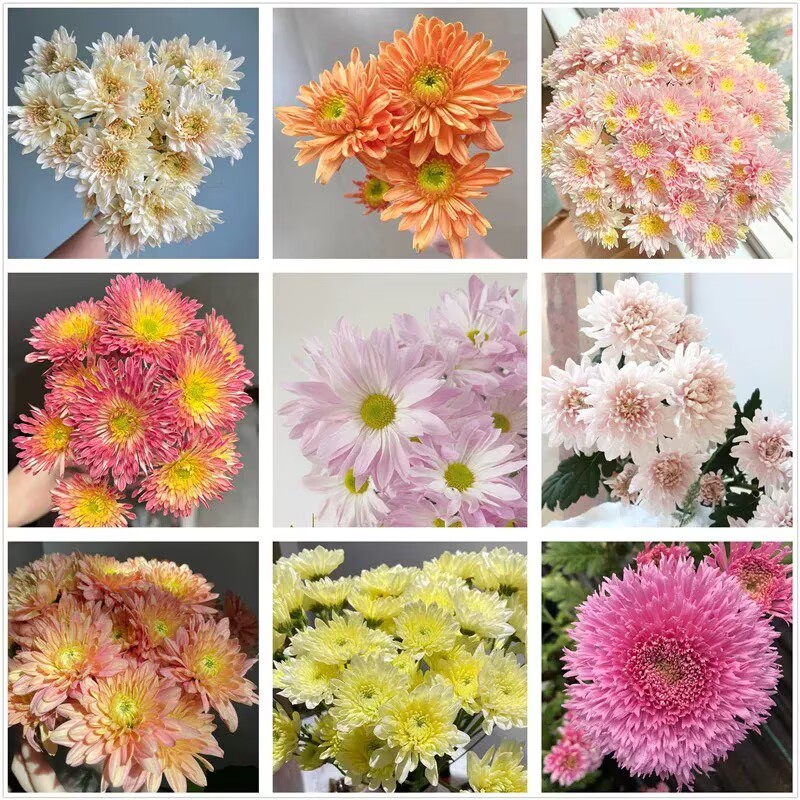 啵啵菊洋菊盆栽多年生花期长好养护阳台庭院花卉易爆花盆栽