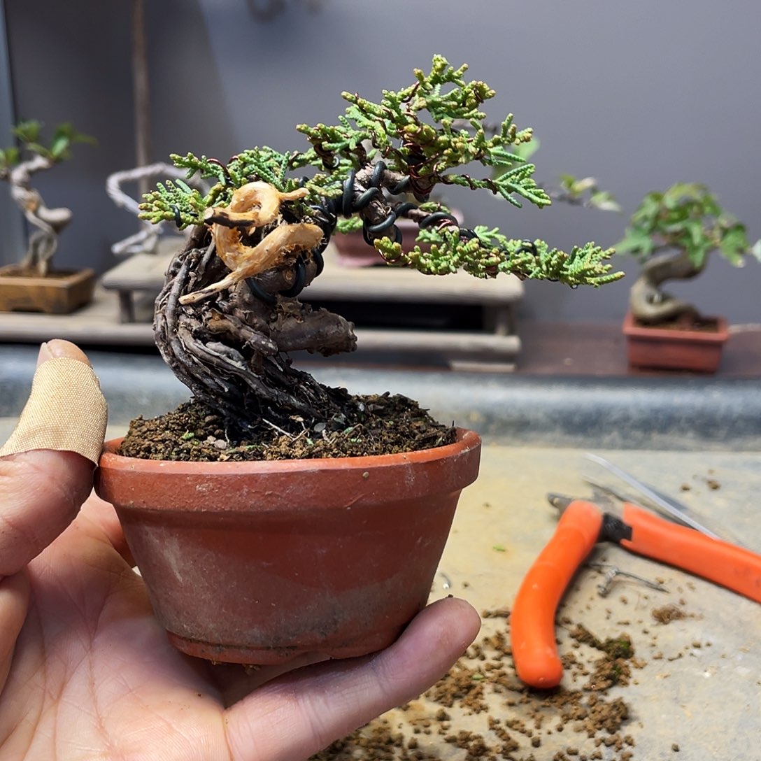 堇***n无花朵柏树花开富贵吉祥