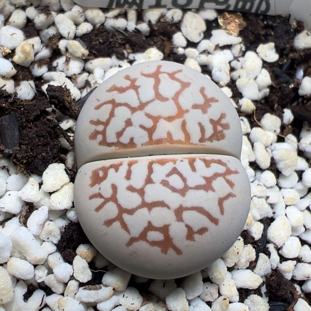 【闪购商品】 832。     