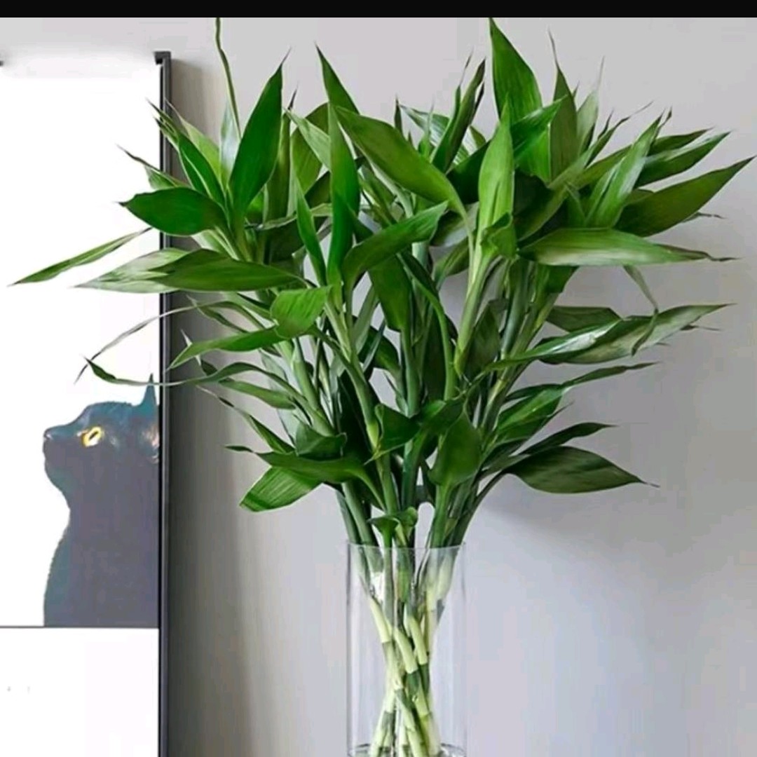 [满45起送]10枝富贵竹水养送花上门