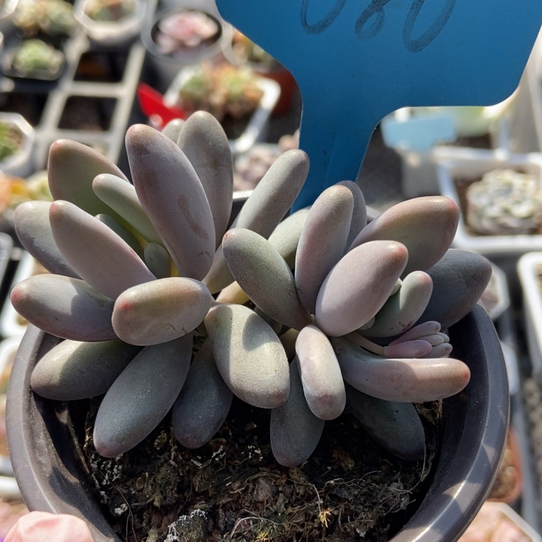 680白兰地多肉植物保护