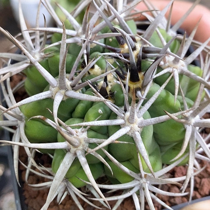 孤品实生精选控养五十铃碧岩岩玉7.5cm