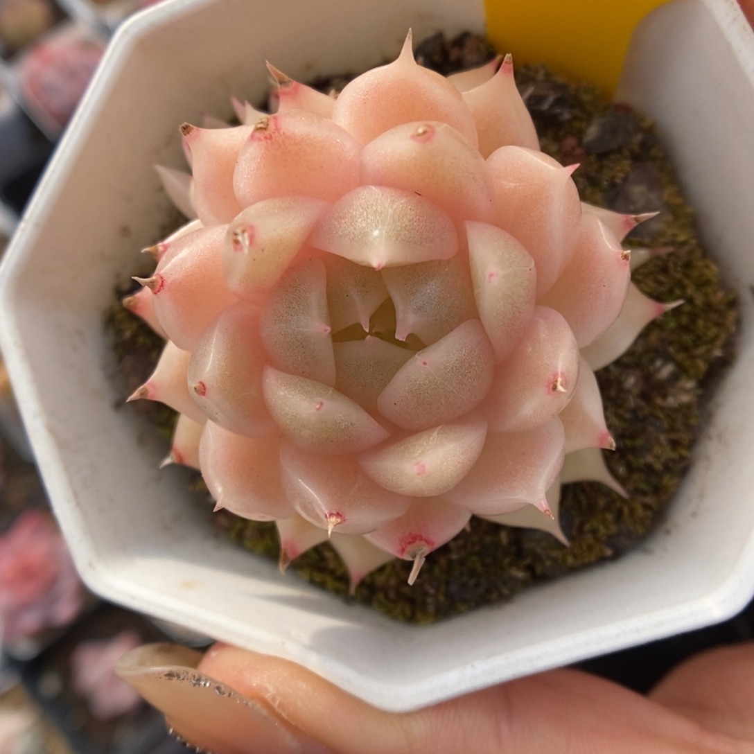 k***n麦秆633号。        