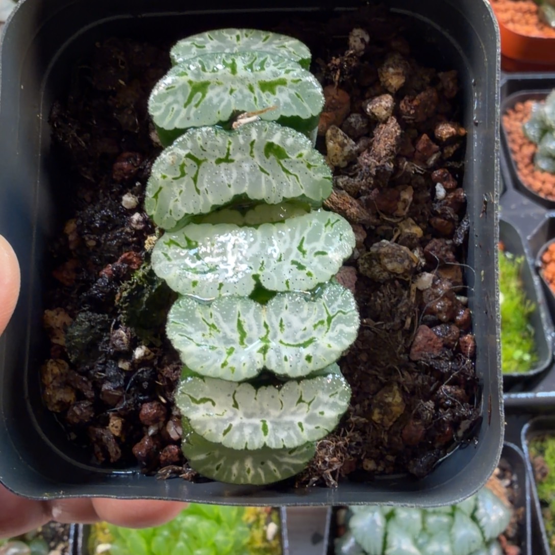 x***∧十二卷玉扇下播福利