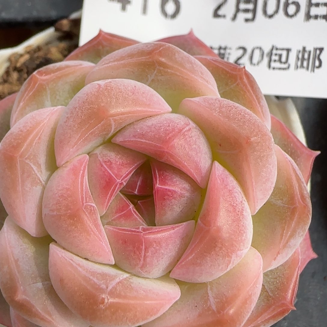 花语逸镜0206-416