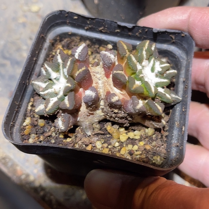 满38包邮2天凑单，脱土晾根发货多肉植物自根黑牡丹