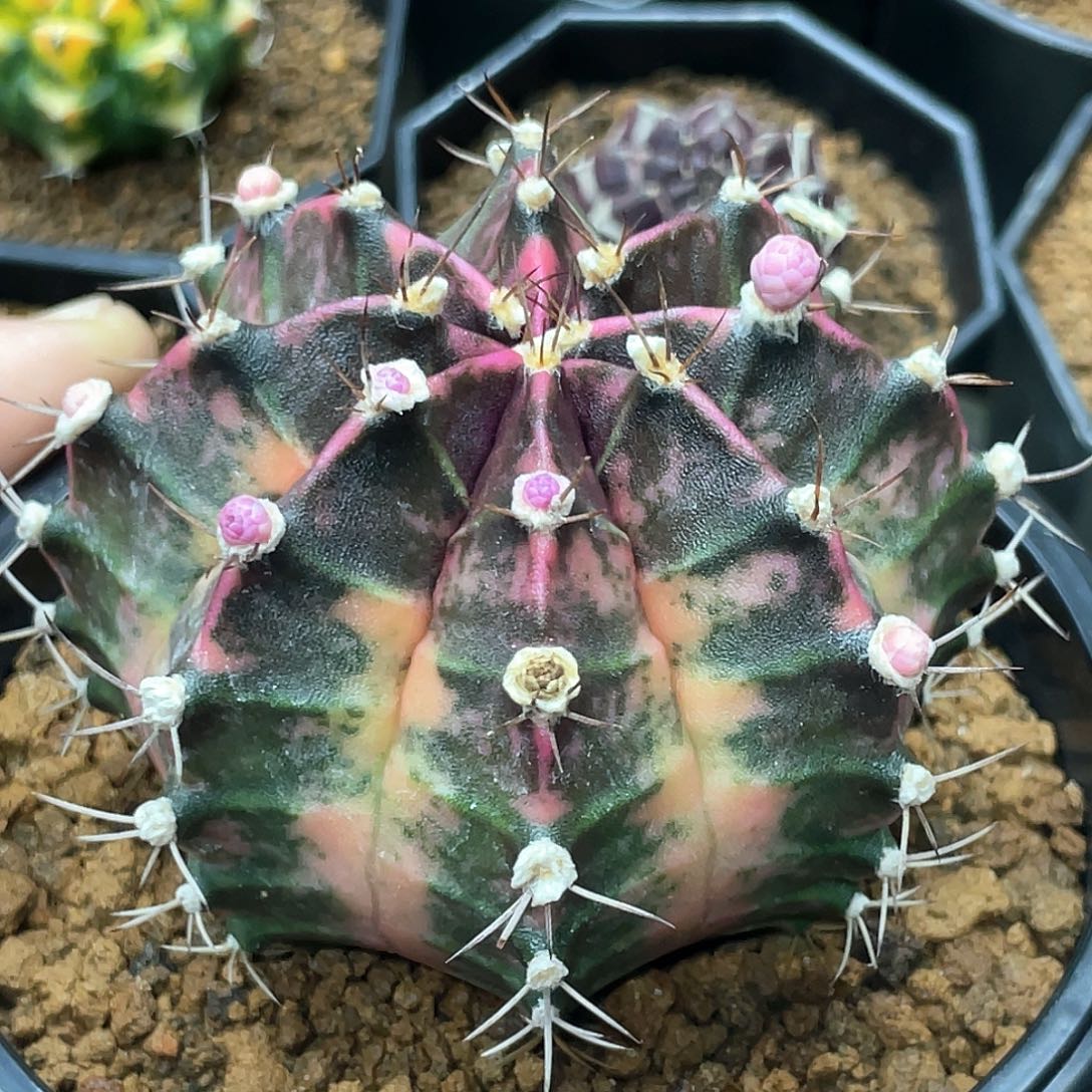 当前无花朵，栽培后可花朵泰系实生，臀锦紫粉顶