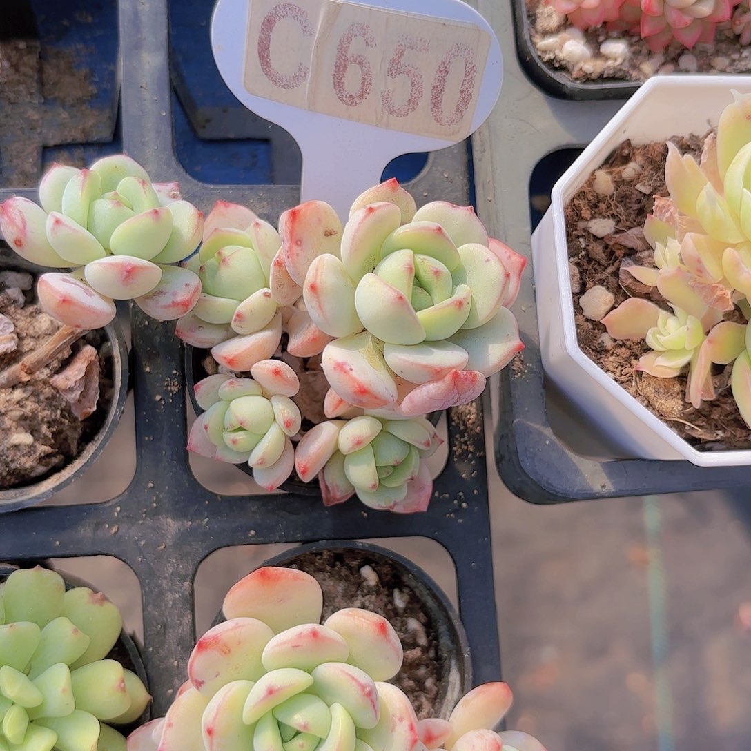 C650香草一物一拍