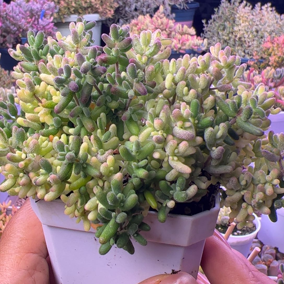 ****º多肉植物枝干米粒锦