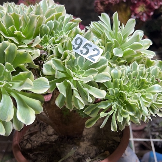 ✿****多肉植物一个有伤没售后952