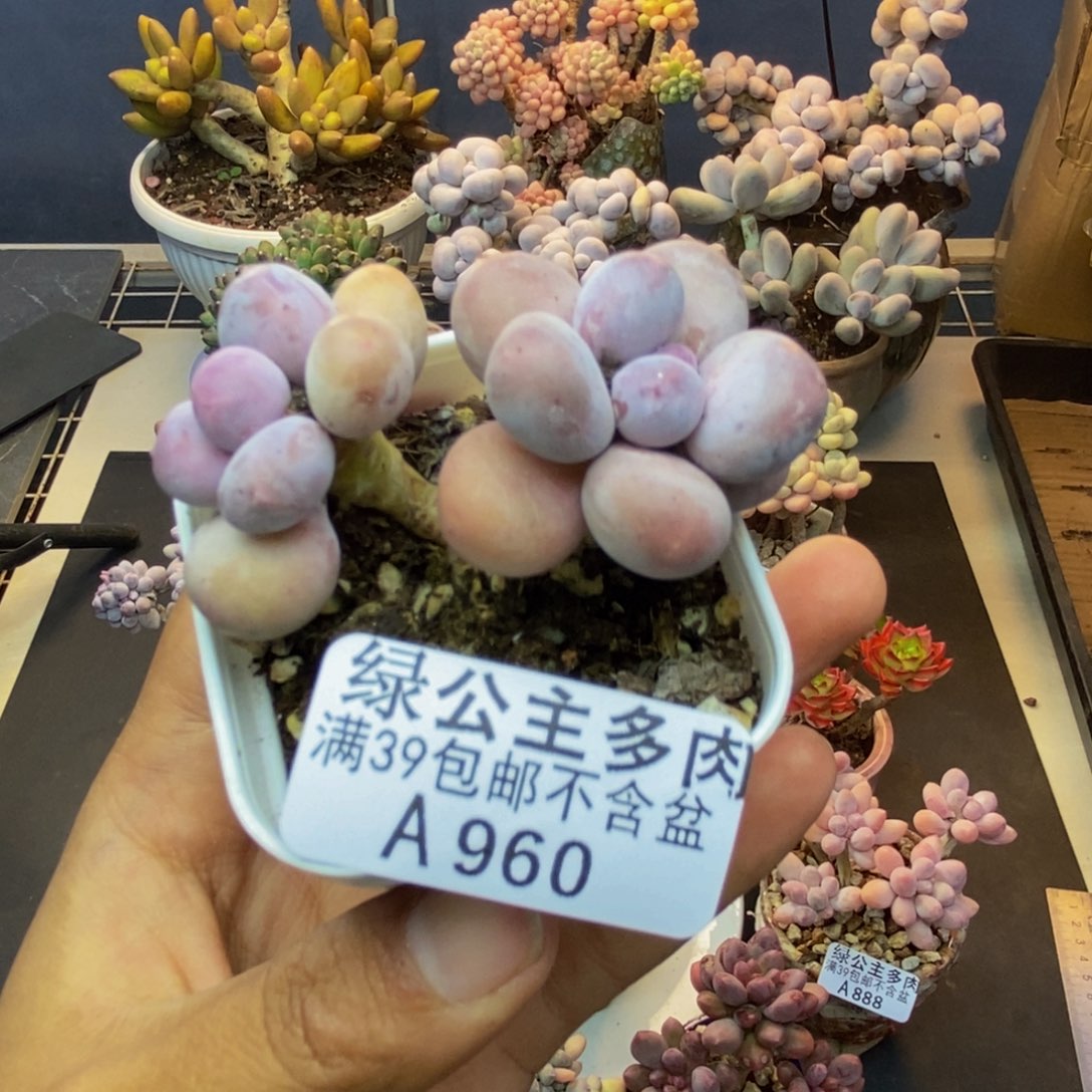 960糖豆奶多肉4c m